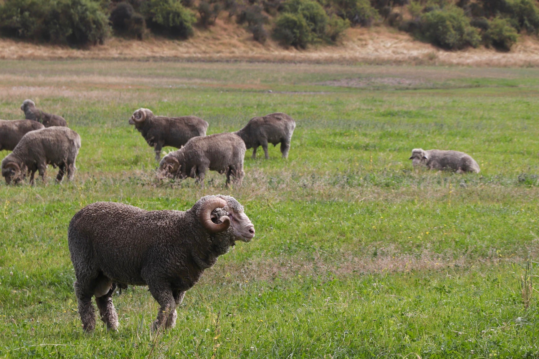 The History and Origin of Merino Wool and How It Became a Popular Outd ...